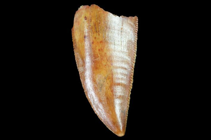 Raptor Tooth - Real Dinosaur Tooth #102379
